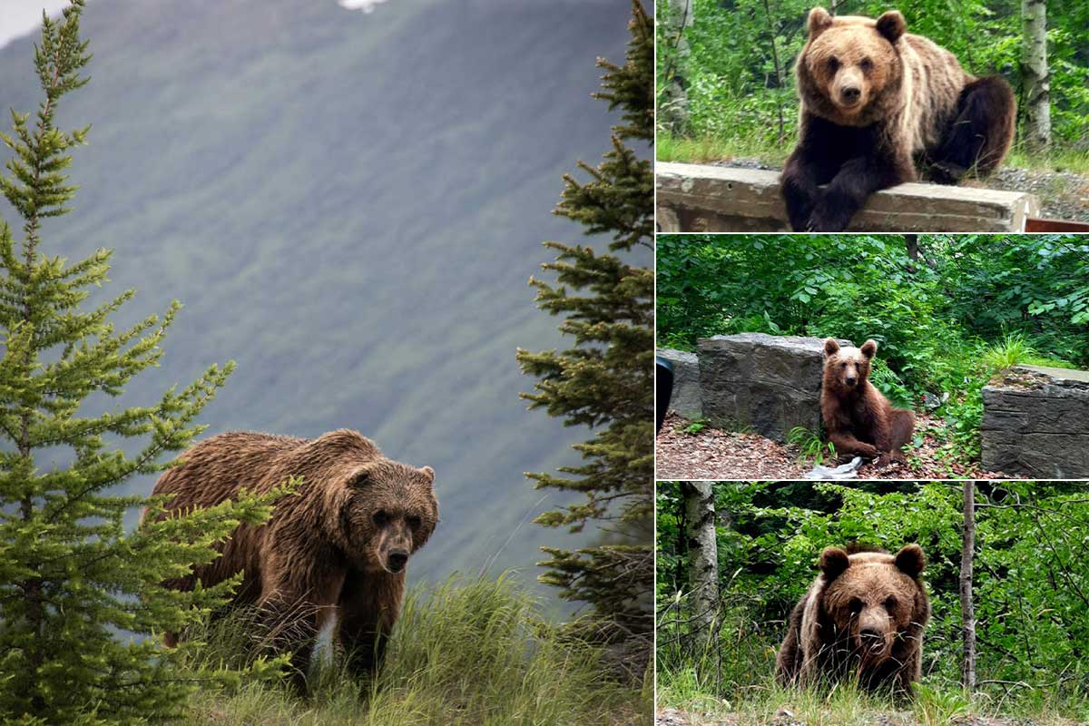 INFO ROMANIA 2024 | Bears on the Transfagarasan and in Romania !!!